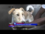 Hotel Bintang Lima untuk Anjing di Afrika Selatan - NET5