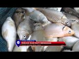 Ribuan Ikan Mati Mendadak di Kalimantan Timur - NET5