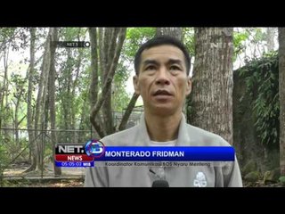 Akibat Terpapar Kabut Asap, Bayi Orang Utan Terkena ISPA - NET 5