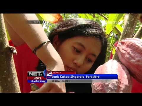 Sensasi Menikmati Cokelat Singaraja Bali - NET12