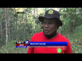 Kebakaran Lahan Ancam Ribuan Petani Kakao Kehilangan Mata Pencaharian - NET12