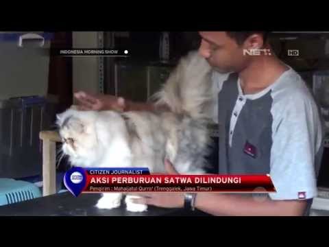 Aksi Perburuan dan Pembantaian Satwa Ramai Diperbincangkan di Media Sosial - IMS