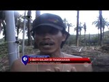 Tim Penangkaran gajah di Tangkahan Menolong Kelahiran 3 Anak Gajah - NET24