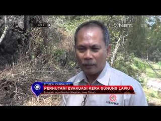 Evakuasi Kera Lawu - NET5
