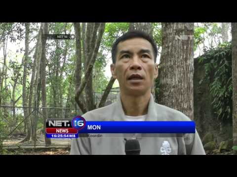 Akibat Asap, 16 Bayi Orang Utan di Palangka Raya Terjangkit ISPA - NET 16