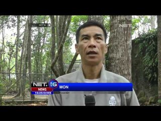 Akibat Asap, 16 Bayi Orang Utan di Palangka Raya Terjangkit ISPA - NET 16