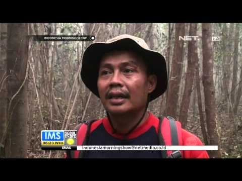 Evakuasi Orang Utan ke Pusat Reintroduksi Orang Utan dari Ancaman Kebakaran - IMS