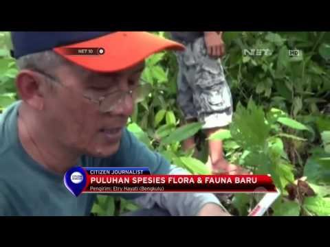 Puluhan Spesies Flora & Fauna Baru - NET 10
