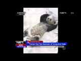 Badai Salju Jadi Arena Bermain Panda Raksasa - NET24