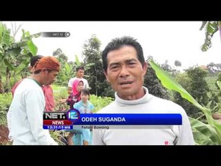 Panen Raya Bawang di Lahan 250 Hektar - NET12