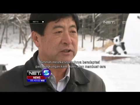 Panda Hidup Sehat di Dataran Tinggi Cina - NET5