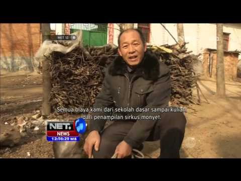Uniknya Kampung Monyet Baowan di Cina - NET12