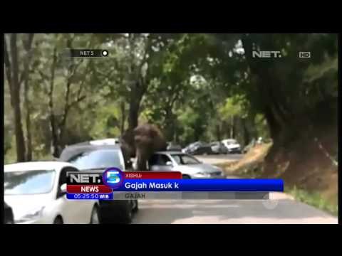 Insiden Gajah Mengamuk di Jalan, Puluhan Mobil Rusak - NET5