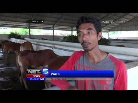 Peternak Optimis Sapi Lokal Cukupi Kebutuhan Daging - NET5