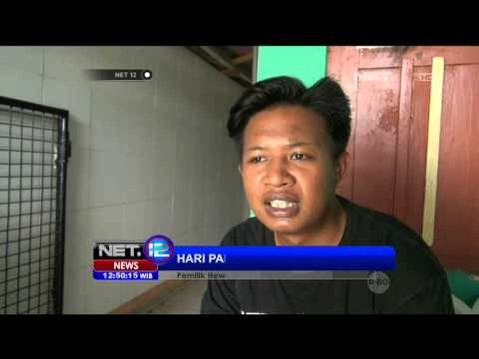 Liburan Panjang, Penitipan Hewan Laris Manis - NET12