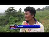 Monyet Liar Rusak Ladang Warga di Sumenep - NET24