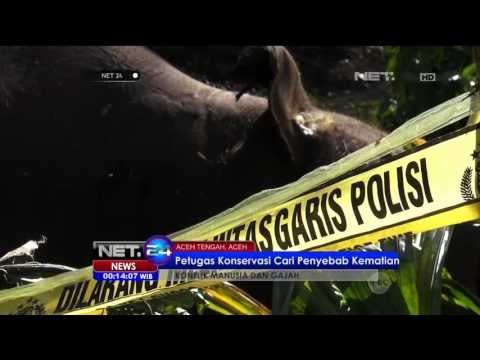 Akibat Matinya Seekor Gajah, Puluhan Gajah Liar Mengamuk dan Rusak Rumah Warga Aceh - NET24