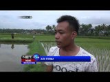 Tiga Bocah Tewas Saat Memancing Ikan di Tasikmalaya - NET24