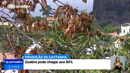 Queda de 80% na produção de castanha na Madeira em 2017