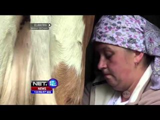 Keju Unik Berbentuk Kuda di Ukraina - NET12