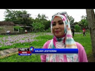 Download Video: Bunga Eceng Gondok Pikat Wisatawan di Bantul - NET24