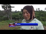 Kawanan Monyet Rusak Ladang Warga Sumenep, Jawa Timur - NET12