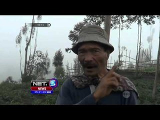 Dampak Erupsi Bromo, Tanaman Rusak - NET5