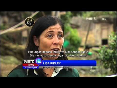 Kelahiran Hewan Langka di Sydney - NET12