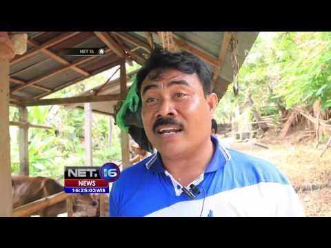Harga Daging Sapi Mahal Peternak Lokal Optimis Penuhi Permintaan - NET16
