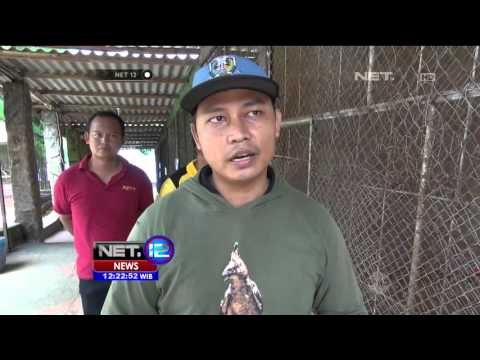 Monyet Liar Rusak Ladang Jagung Sumenep - NET12