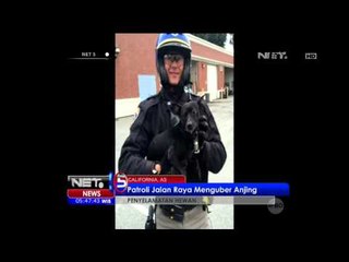 Descargar video: Patroli Jalan Raya Menguber Anjing - NET5