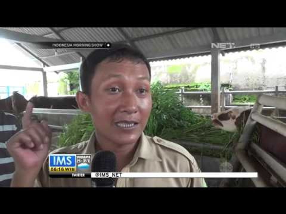Harga Terus Merangkak Naik, Pemerintah Beri Kebebasan Impor Sapi - IMS