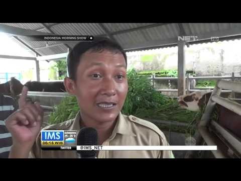 Harga Terus Merangkak Naik, Pemerintah Beri Kebebasan Impor Sapi - IMS