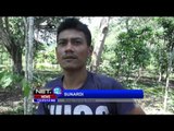 Pasca Amukan Gajah Liar, Warga Desa Karang Ampar Takut Berkebun - NET12