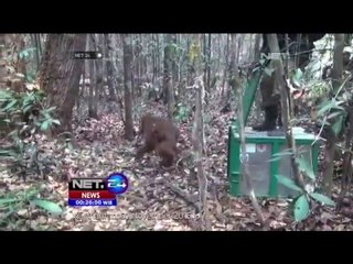 Malangnya Nasib Orangutan Tergusur Dari Habitatnya Sendiri - NET24