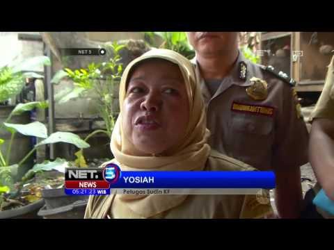 Waspada Flu Burung Warga Diminta Musnahkan Unggas - NET5