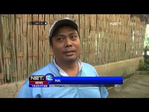 Jumlah Pengunjung Bali Zoo Melonjak - NET 12