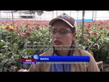 Kolombia, Negara Produsen Bunga Terbesar Kedua Menjelang Valentine - NET12