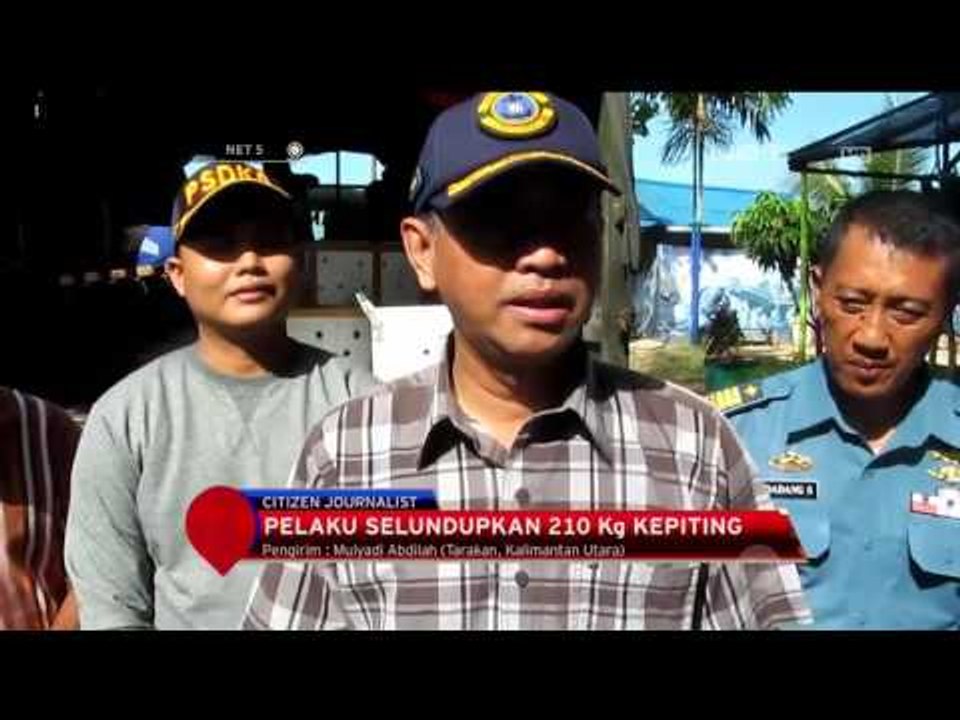 Pelepasan Ratusan Kepiting di Kawasan Konservasi Mangrove Tarakan - NET5