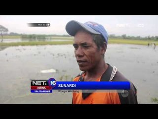 Sawah di Demak Terendam, Petani Panen Dini - NET16