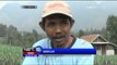 Aktivitas Gunung Bromo Meningkat, Petani di Lereng Bromo Resah - NET12
