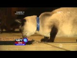 Pusat Penampungan Kucing Liar di California, SUdah Menyelamatkan 24 Ribu Kucing - NET12