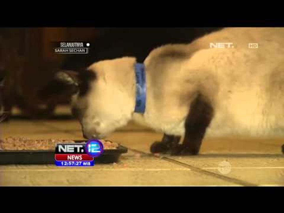 Pusat Penampungan Kucing Liar di California, SUdah Menyelamatkan 24 Ribu Kucing - NET12