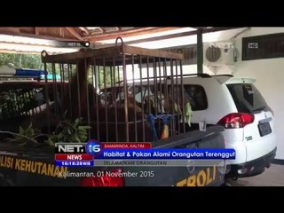 Orangutan Kalimantan Kian Terancam - NET16