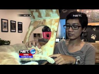 Bersantai Unik Bersama Kucing di Cafe Sleman - NET12