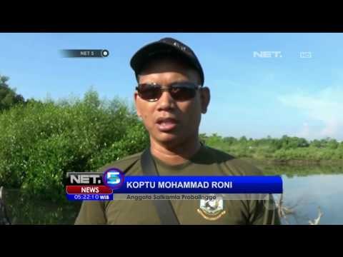 Bau Bangkai Paus Menyengat Meresahkan Warga - NET5