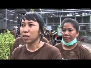 Kisah Para Kartini Pelestari Orang Utan di Palangkaraya - NET24