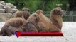 Keragaman Satwa di Kebun Binatang Aachener Jerman Sedot Banyak Wisatawan - NET12