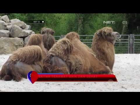 Keragaman Satwa di Kebun Binatang Aachener Jerman Sedot Banyak Wisatawan - NET12