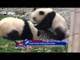 Aksi Lucu Giant Panda di Cina - NET5
